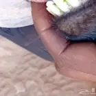 سلام عليكم اخواني اعرض لكم معزاه يحتها ء تيسين تم البيع