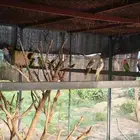عشة طيور للبيع