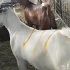 بيشي صنف ماشاء الله تبارك الله