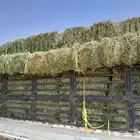 برسيم القصيم نعومه وسط ورق صافي