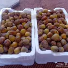رطب روثانه بدون اظافة اسمده ولامبيدات يعلم الله طبيعي