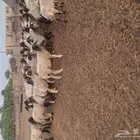 نعيم مقاني صنف
