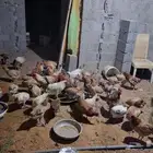دجاج بلدي بياض وديوك
