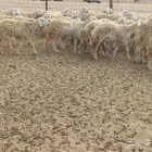 ماشاءالله تبارك الله