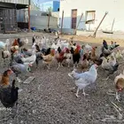 الباحه قلوه الشعراء