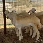 ماشاءالله تبارك الله