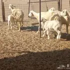 ماشاءالله تبارك الله