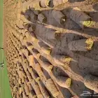 ثيل سي الفين