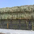 برسيم   طبرجل شد ونوعمه رطوبه