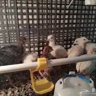 يوجد رومي