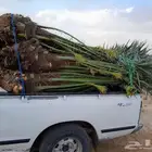نخل اللبيع في الحفر الباطن