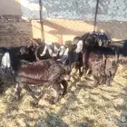 بهم وتيوس للبيع