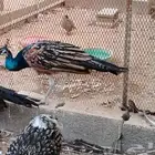 زوج طاووس بلاك شولدر