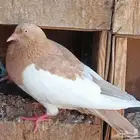 أولاد جيرمن