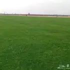 ثيل سئ 2000صافي وطبيعي الموقع الخرج