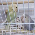 عصافير روز للبيع