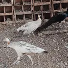 طاووس برونز طقم
