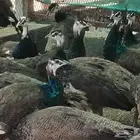 طاووس هندي
