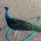 طاووس بلاك شولدر