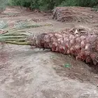 نخيل للبيع