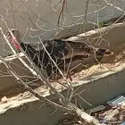 ديك رومي عمره سنه ونص
