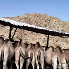 قعدان للبيع كفو العدد 15راس