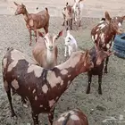 عمانيات معزا
