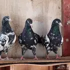 باكستاني رامبوري
