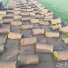 للبيع نجيلاة طبيعي