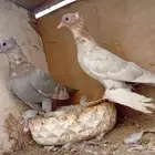 زوجين صنعاني وا طبه