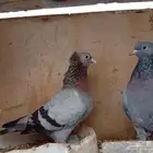زوج صنعاني وا طبه