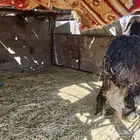 نعجه نجديه ذييحه سمين