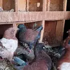 مودينا كنوق