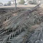 سعف مربوط ونظيف
