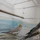 كروان للبيع