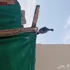 ذكرشامي تربية وكش