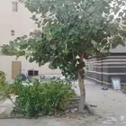 تنسيق حدائق زراعية