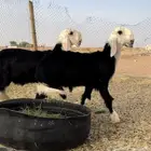 طليان نجد خصم