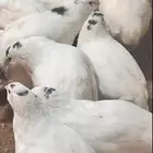 سمان تكساس