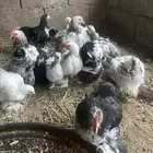 فروخ دجاج كوشن