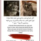 انثى شيرازي