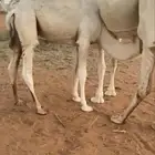 قعود كفو فل الفل للبيع
