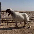 فحل فاخر منتج صنف غنم نعيم