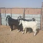 تيوس جذعان( مخاصي)