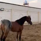 مهر عربي اصيل حفيد مروان الشقب وفي دمه ابطال للبيع