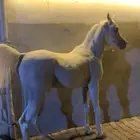 حصان واهو اصفر