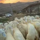 طليان ورخال 30