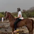 حصان جزيري