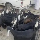 9 تيوس و 4 عنقان