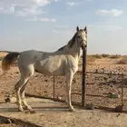 فرس شعبيه فاخره